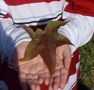 Fall Leaf